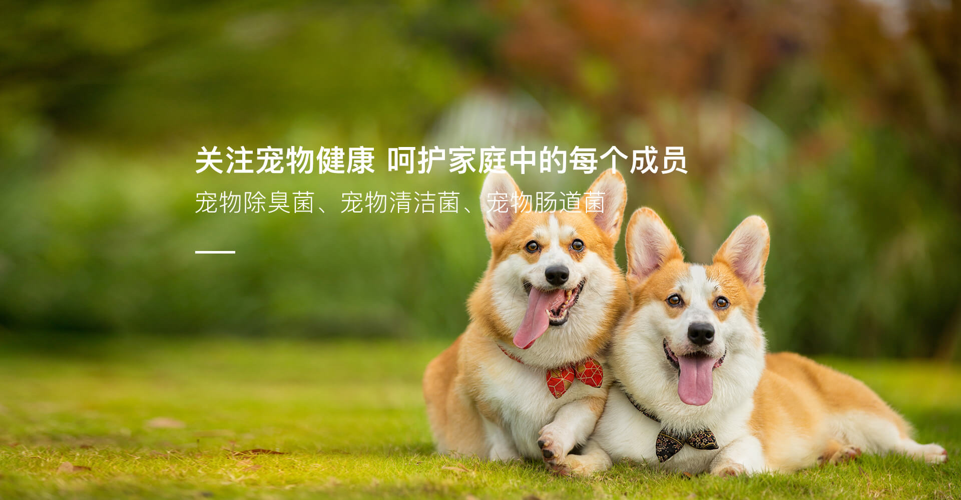 电脑和手机首页轮播区域1