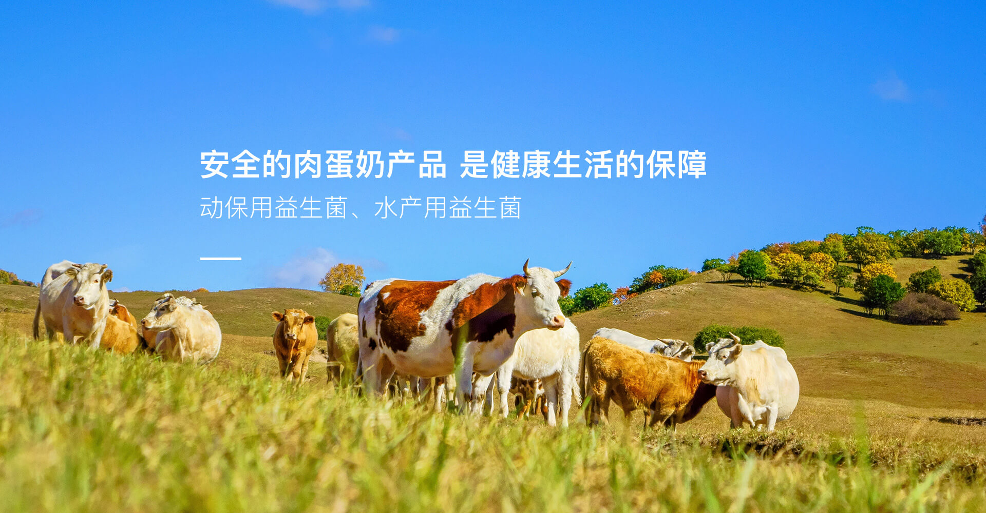 电脑和手机首页轮播区域2